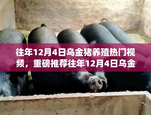 揭秘往年乌金猪养殖热门视频,开启致富之门!