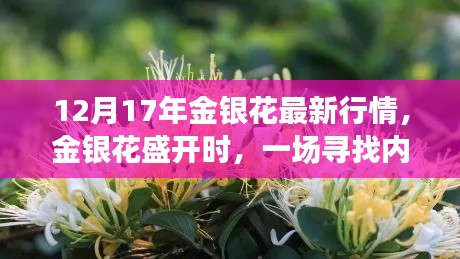 金银花盛开时,探寻内心平静的旅程与最新行情分析