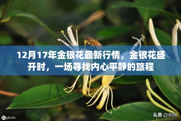 金银花盛开时,探寻内心平静的旅程与最新行情分析