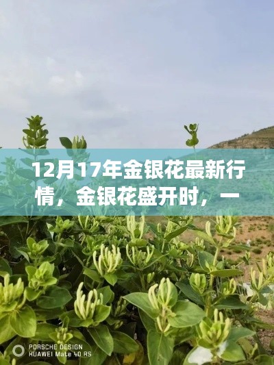 金银花盛开时,探寻内心平静的旅程与最新行情分析