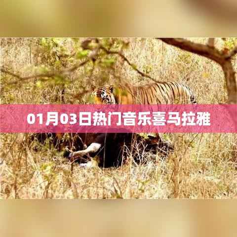 喜马拉雅热门音乐榜单(每日更新)
