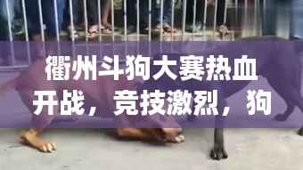 衢州斗狗大赛热血开战,竞技激烈,狗界精英展现风采