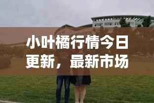 小叶橘行情今日更新,最新市场动态一网打尽!