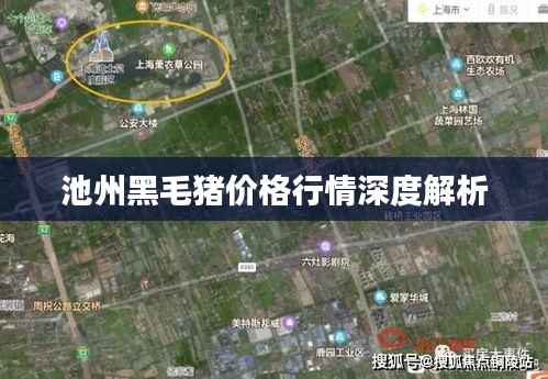 池州黑毛猪价格行情深度解析